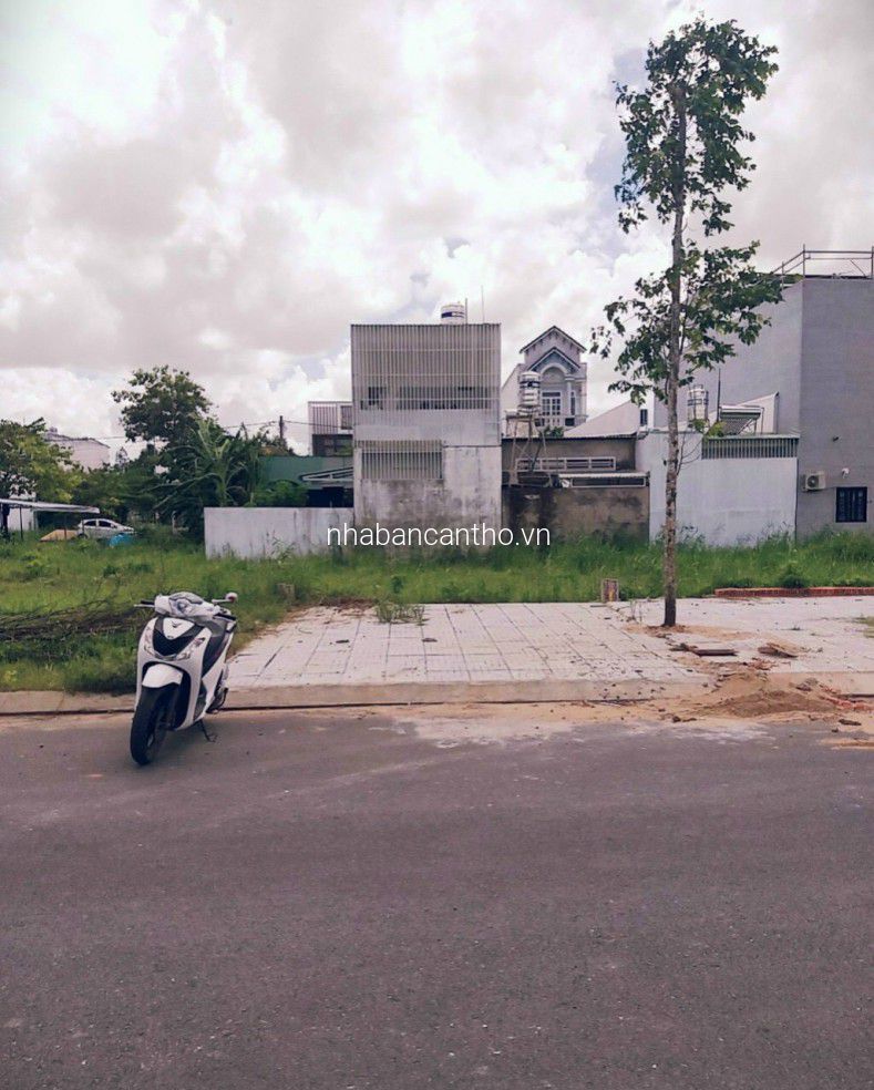 NỀN HỒNG LOAN