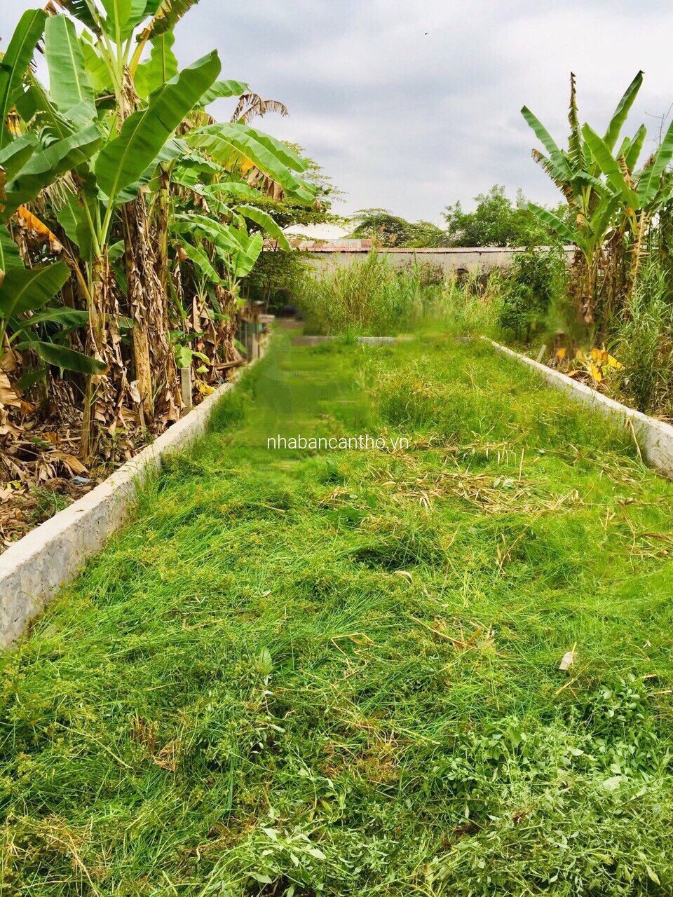 NỀN THỔ CƯ GẦN LỘ 40M